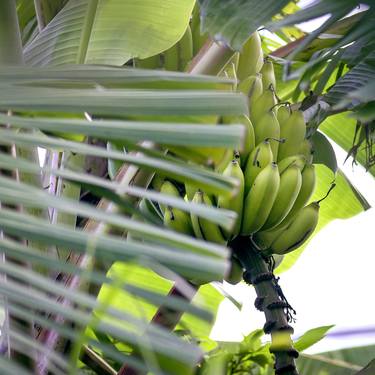 Print of Botanic Photography by Rafael Benetti Cerezer