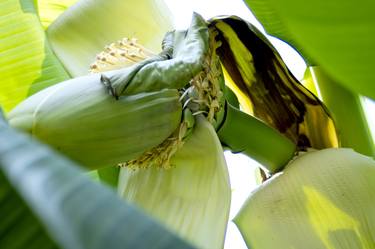 Print of Botanic Photography by Rafael Benetti Cerezer