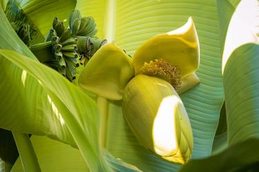 Original Botanic Photography by Rafael Benetti Cerezer