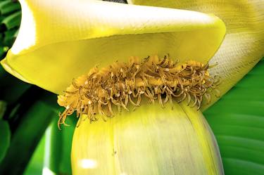 Print of Botanic Photography by Rafael Benetti Cerezer