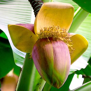 Print of Botanic Photography by Rafael Benetti Cerezer