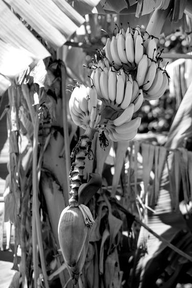 Print of Botanic Photography by Rafael Benetti Cerezer