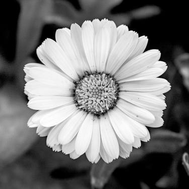 Original Black & White Botanic Photography by Rafael Benetti Cerezer