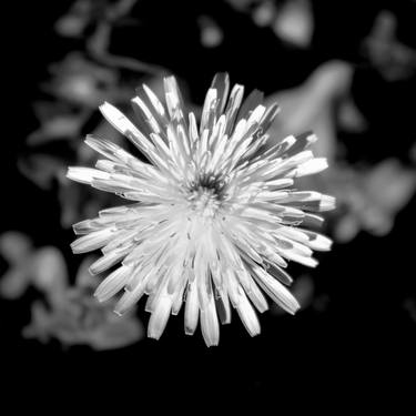 Original Black & White Botanic Photography by Rafael Benetti Cerezer