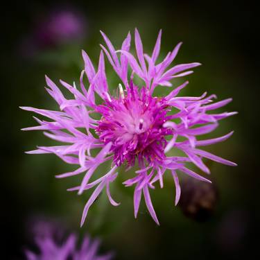 Print of Botanic Photography by Rafael Benetti Cerezer