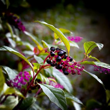 Print of Conceptual Botanic Photography by Rafael Benetti Cerezer