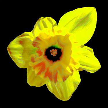Original Abstract Expressionism Floral Photography by Rafael Benetti Cerezer