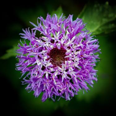 Print of Conceptual Floral Photography by Rafael Benetti Cerezer