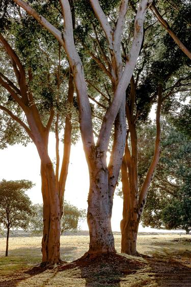 Print of Botanic Photography by Rafael Benetti Cerezer