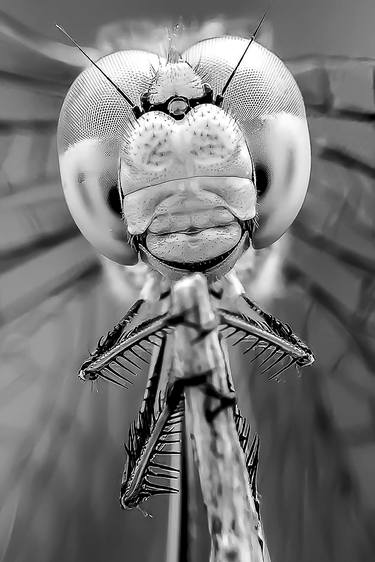 Original Abstract Expressionism Animal Photography by Rafael Benetti Cerezer