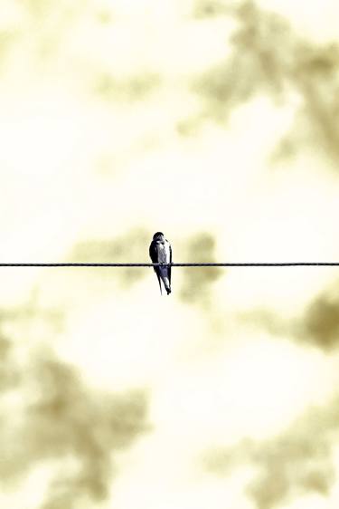 Original Art Nouveau Animal Photography by Rafael Benetti Cerezer