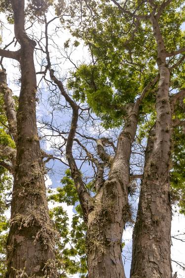 Print of Figurative Nature Photography by Rafael Benetti Cerezer