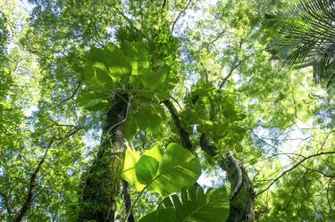 Print of Expressionism Nature Photography by Rafael Benetti Cerezer