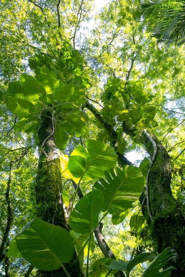 Original Expressionism Nature Photography by Rafael Benetti Cerezer