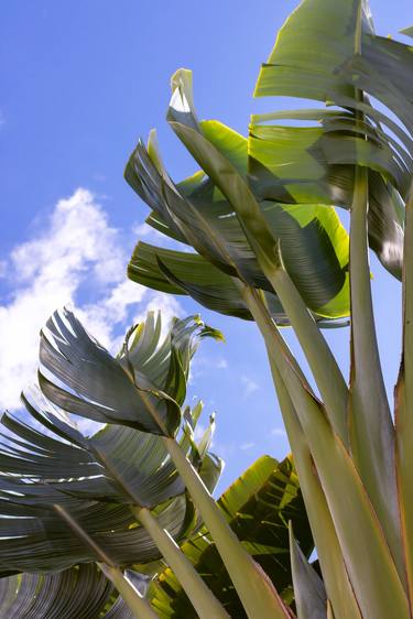 Original Figurative Garden Photography by Rafael Benetti Cerezer