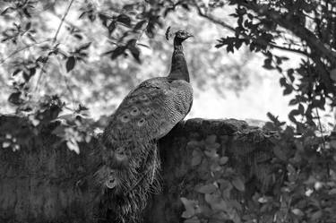 Original Classicism Animal Photography by Rafael Benetti Cerezer