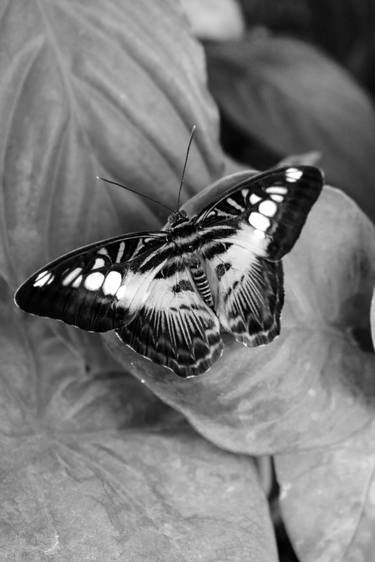 Original Art Nouveau Garden Photography by Rafael Benetti Cerezer