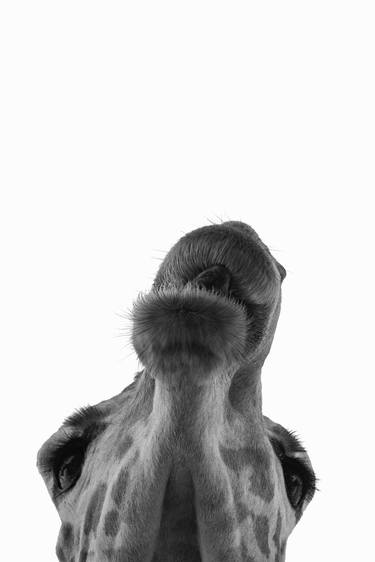 Original Abstract Expressionism Animal Photography by Rafael Benetti Cerezer