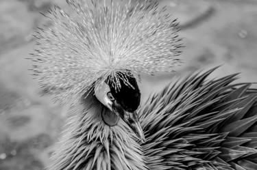 Original Black & White Animal Photography by Rafael Benetti Cerezer