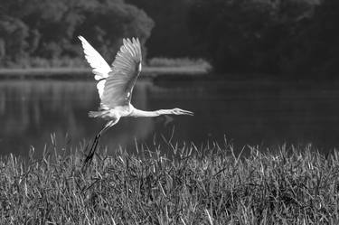 Original Black & White Animal Photography by Rafael Benetti Cerezer