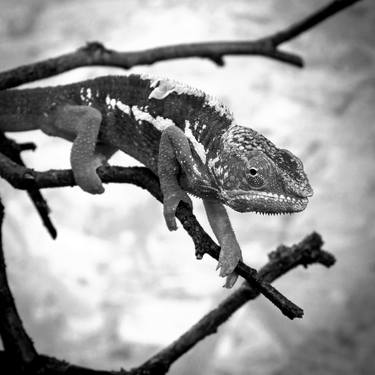 Original Classicism Animal Photography by Rafael Benetti Cerezer