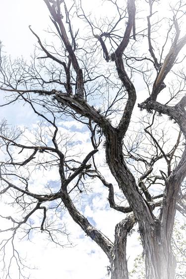 Original Art Nouveau Nature Photography by Rafael Benetti Cerezer