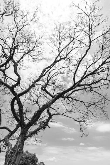 Original Contemporary Garden Photography by Rafael Benetti Cerezer