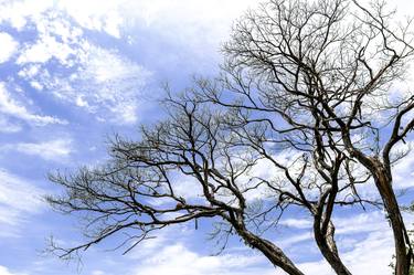 Original Abstract Expressionism Garden Photography by Rafael Benetti Cerezer