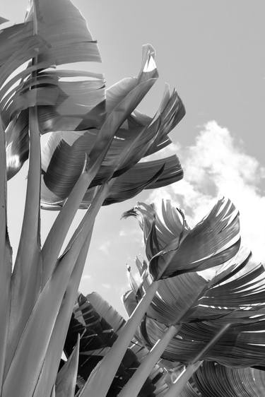 Original Art Nouveau Garden Photography by Rafael Benetti Cerezer