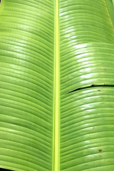 Original Classicism Botanic Photography by Rafael Benetti Cerezer