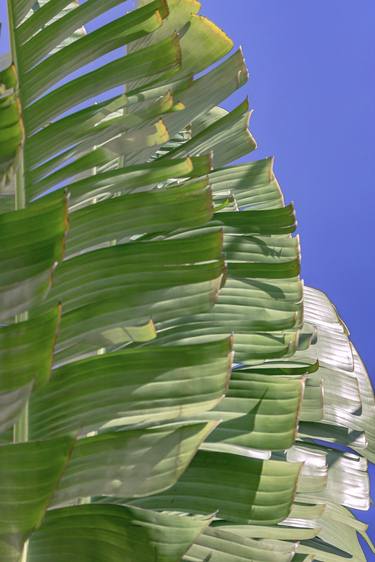 Original Art Nouveau Beach Photography by Rafael Benetti Cerezer