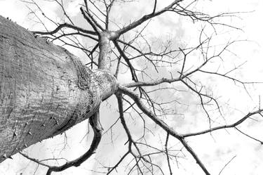 Original Abstract Expressionism Botanic Photography by Rafael Benetti Cerezer