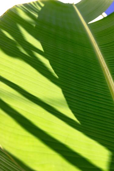 Original Art Deco Garden Photography by Rafael Benetti Cerezer