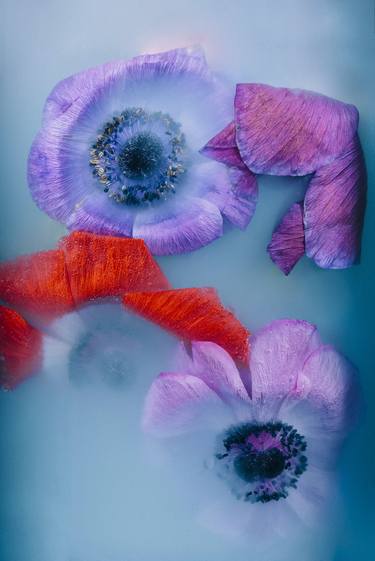 Original Fine Art Floral Photography by Sara Gentilini