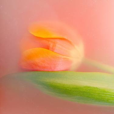 Print of Fine Art Floral Photography by Sara Gentilini