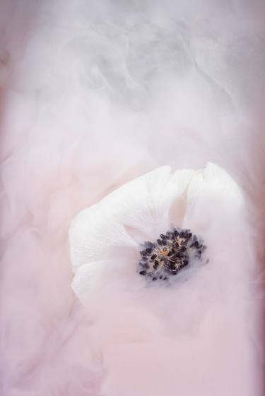 Original Fine Art Floral Photography by Sara Gentilini