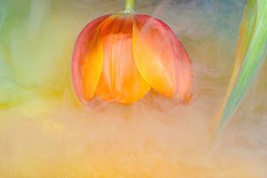 Print of Floral Photography by Sara Gentilini