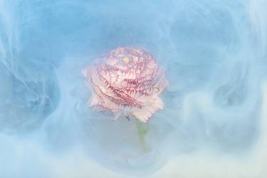 Print of Floral Photography by Sara Gentilini