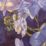 Night Blooms by Janet Nelson