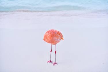 Print of Minimalism Animal Photography by Miles Astray