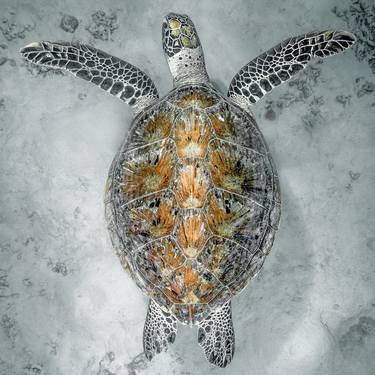 Original Animal Photography by Justin Bruhn