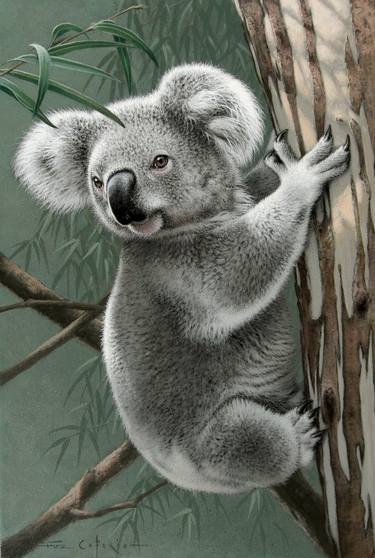 "Koala" thumb