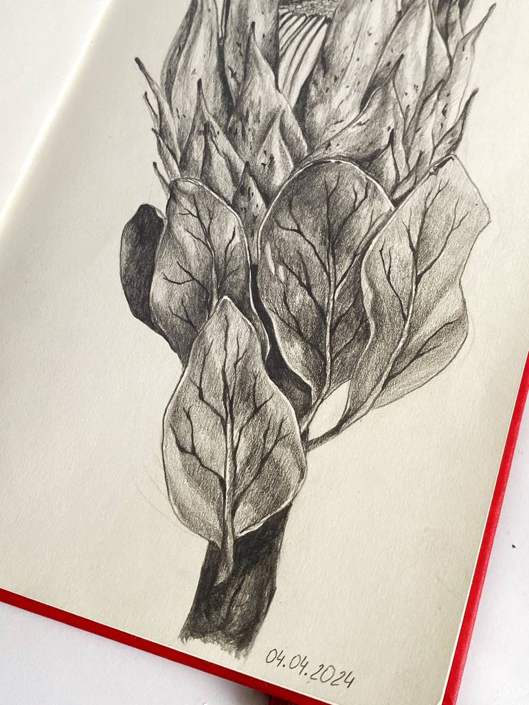 Original Realism Floral Drawing by Anastasia Dieieva