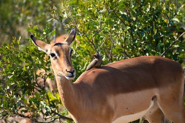 Print of Animal Photography by Johannes Stefanus Van Der Merwe