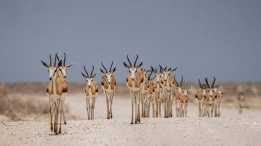 Wildlife of Namibia - 2 thumb