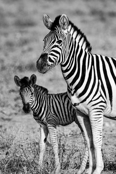 Wildlife of Namibia in Black & White - 1 thumb