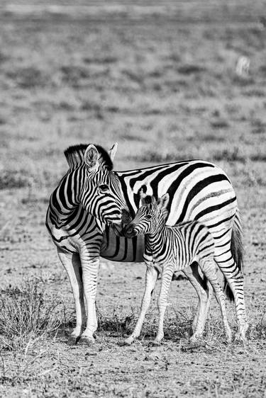 Wildlife of Namibia in Black & White - 2 thumb