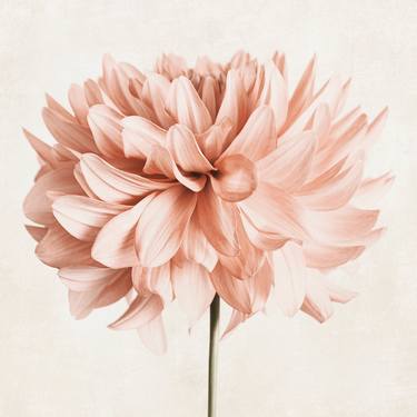 Original Minimalism Floral Photography by Kanika Petrie