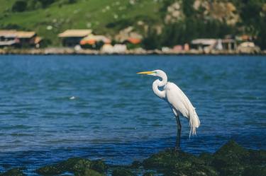 Print of Photorealism Animal Photography by Alberto Hektor El Khouri