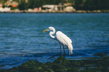 Print of Photorealism Animal Photography by Alberto Hektor El Khouri